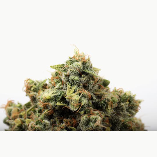 Seed & Smith Cannabis - White 99 - 1