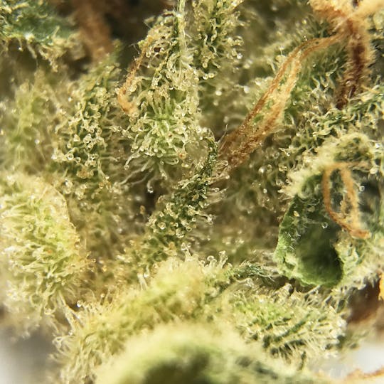 Deli - Stardawg - Quarter - 1