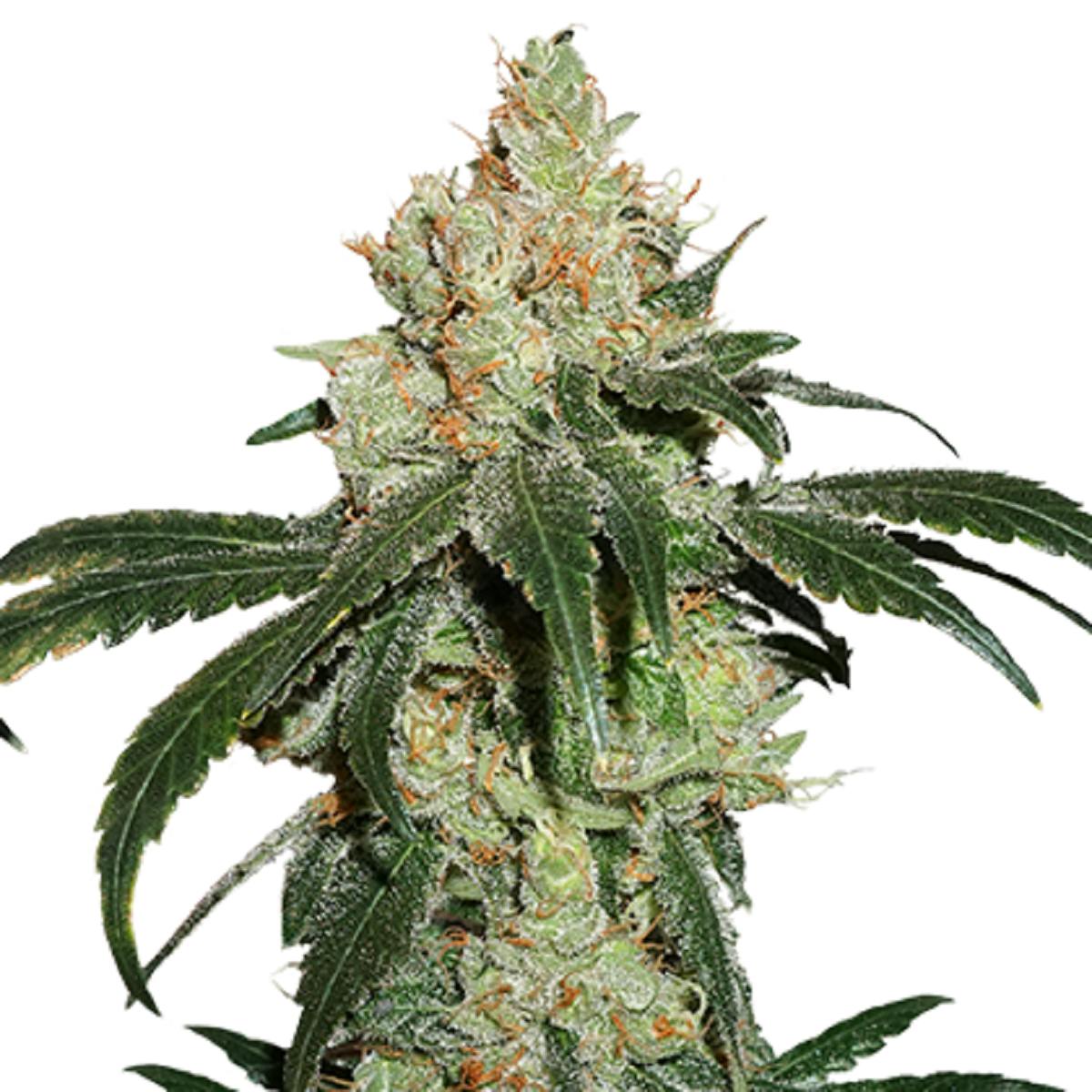 Seed Stockers - Nicole Cream - 1