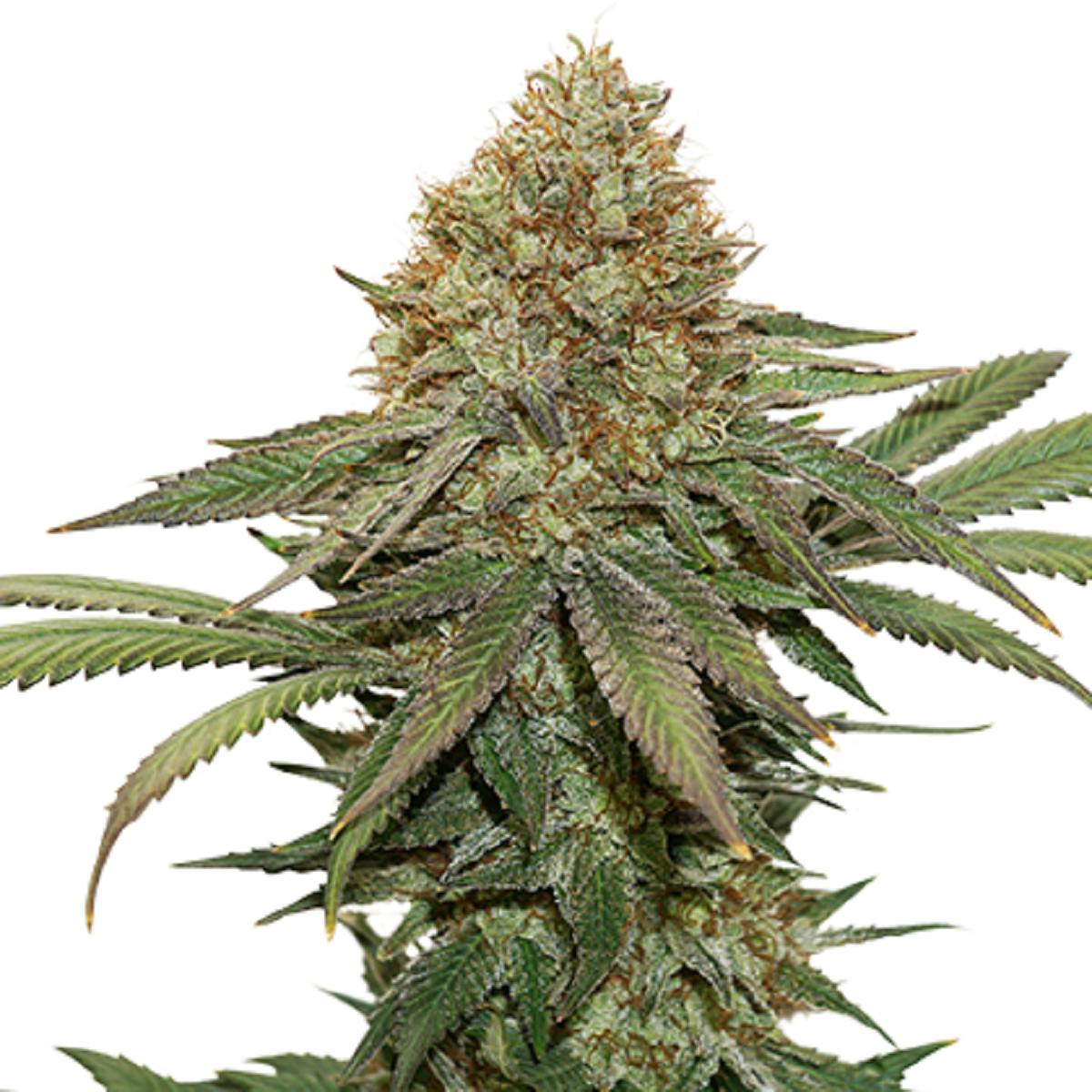 Seed Stockers - Fruit Cake - 1