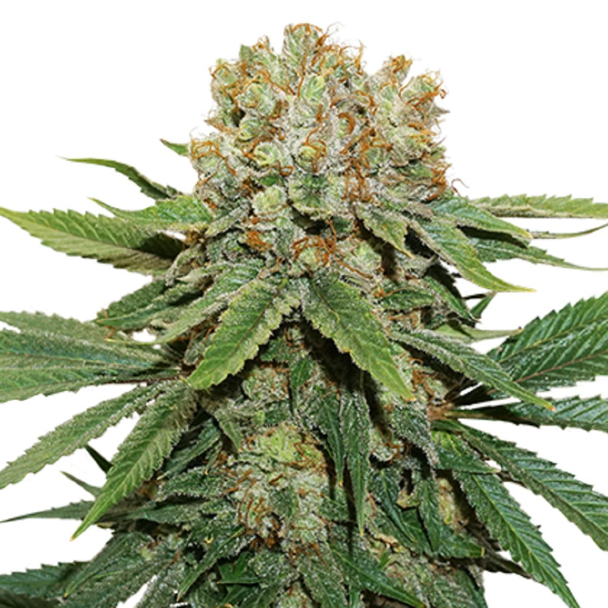 Seed Stockers - Thin Mint Crack - 1
