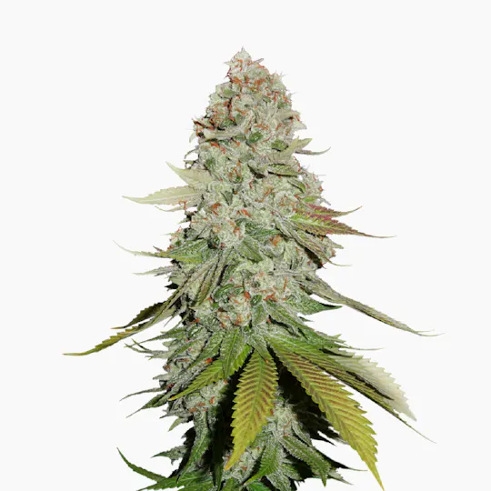 Seed Stockers - Sticky Monkey GG#4 - 1