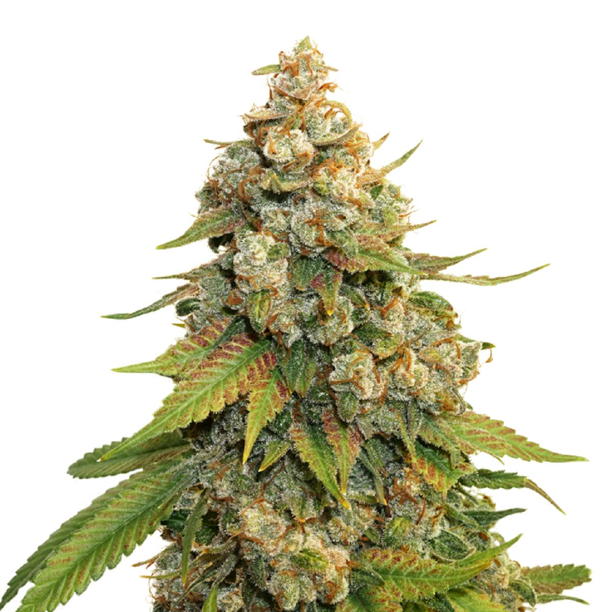Seed Stockers - Golden Lemon Haze - 1