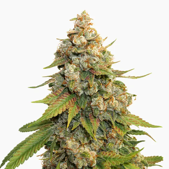 Seed Stockers - Golden Lemon Haze - 1