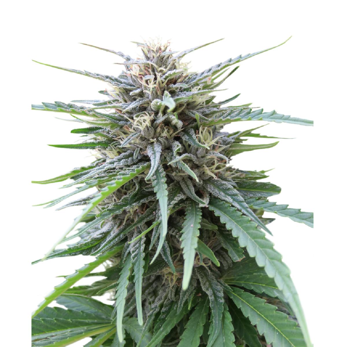 Seed Stockers - Frizzy Kush - 1