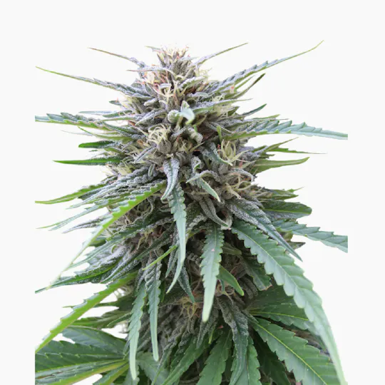 Seed Stockers - Frizzy Kush - 1