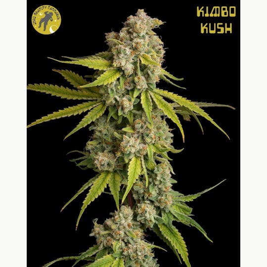 Zero Gravity Cannabis - Flower - Kimbo Kush 70/30 Indica Dominant - 1