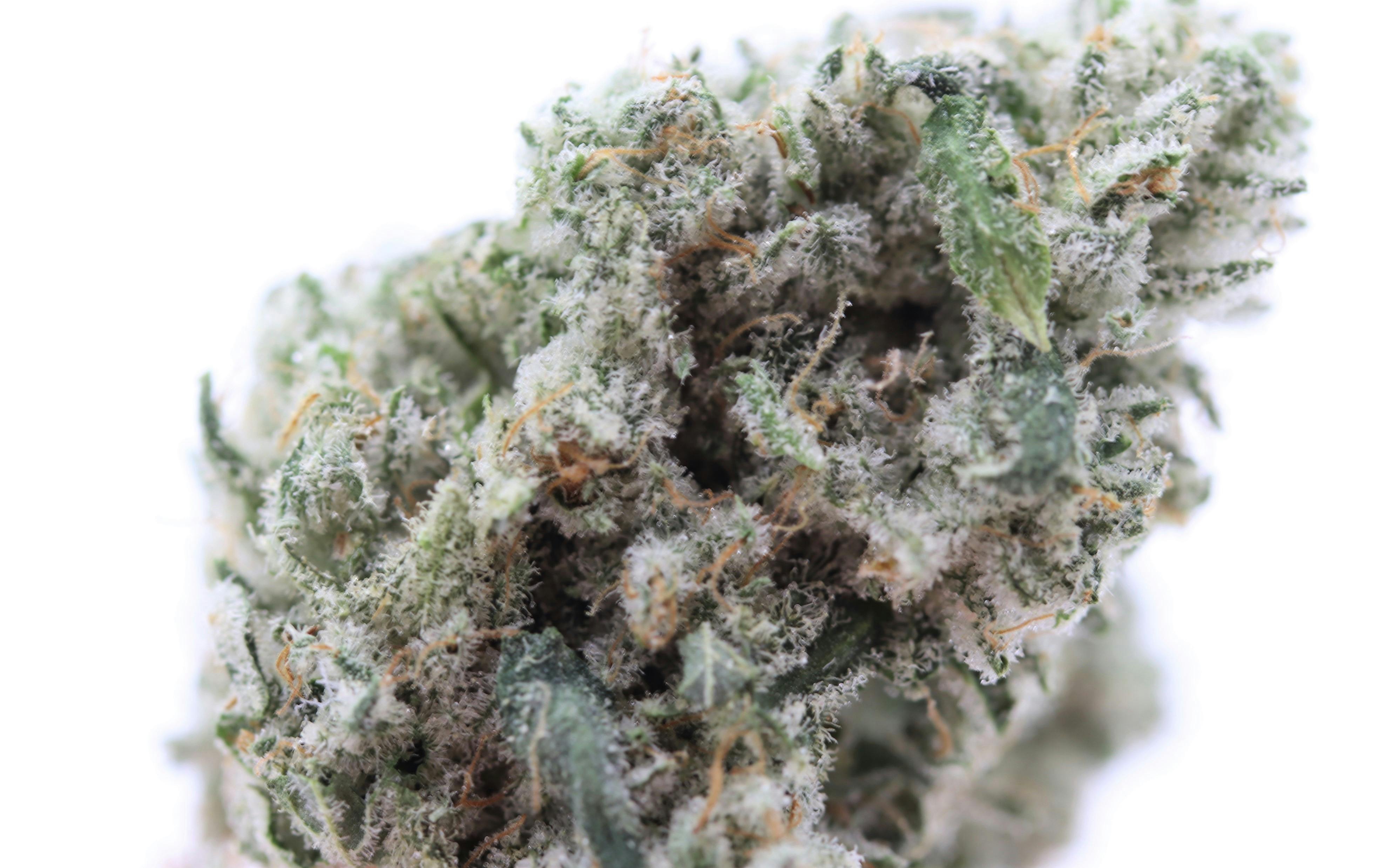 Elevation 207 - Quattro Kush - 1