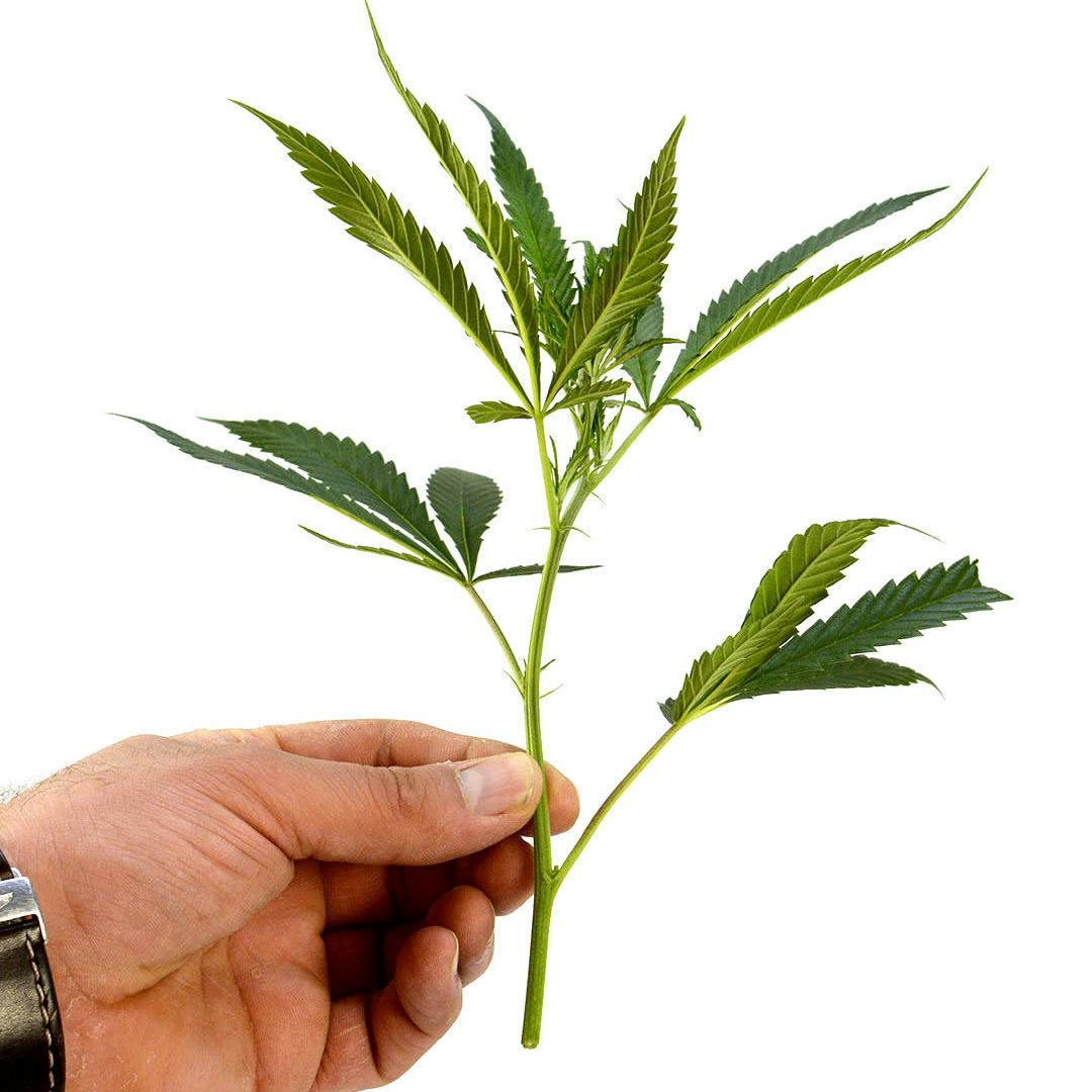 Zitronic Switzerland - Holy Hemp - Indoor Steckling - 1