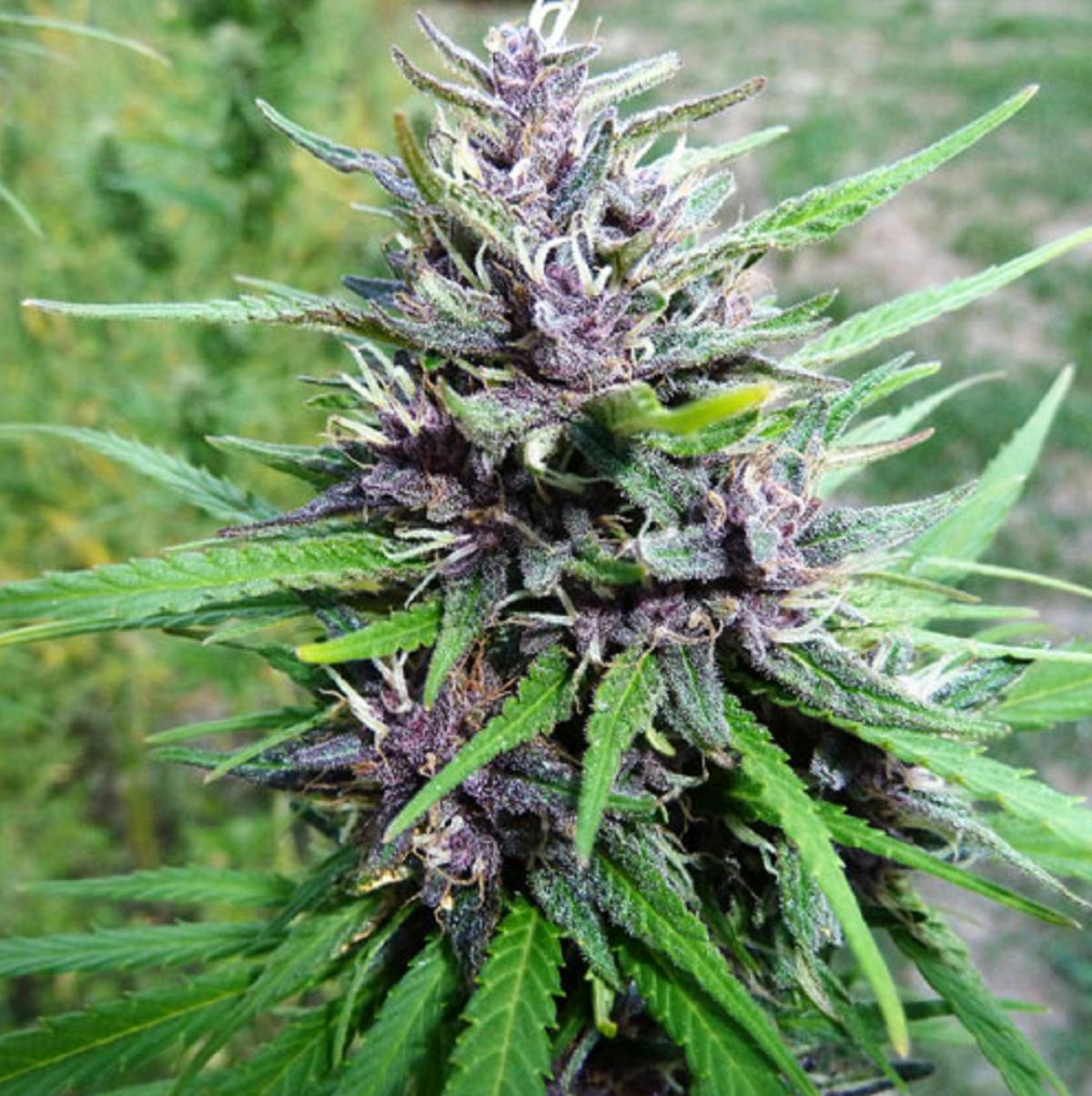 Medical Marijuana Genetics - Master Hemp (MH-1) - 1