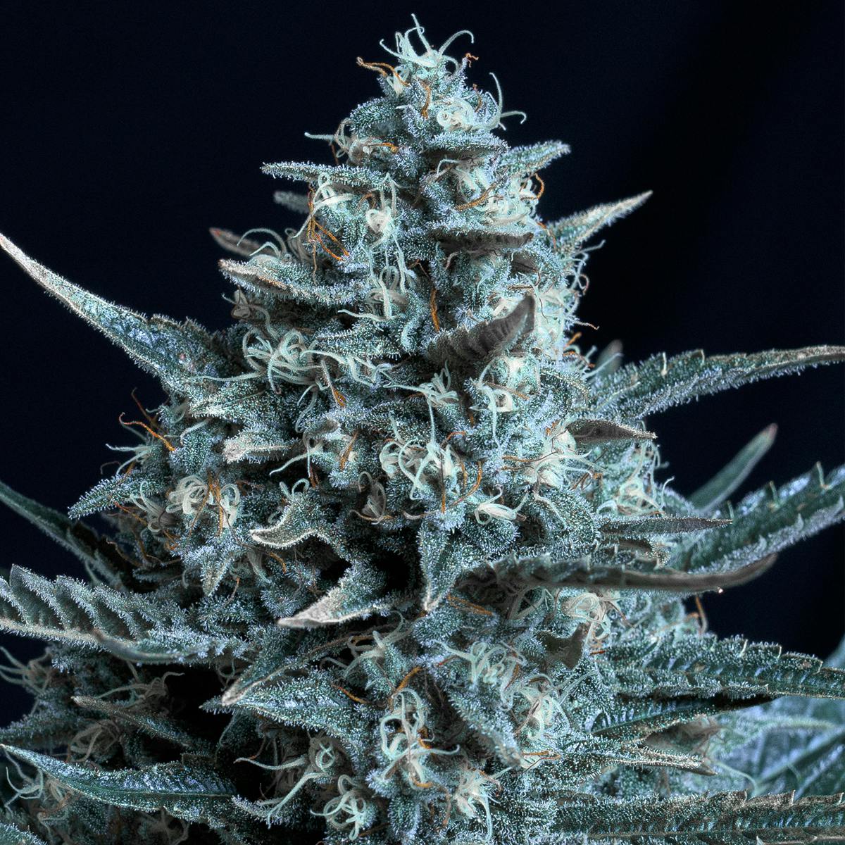 Genehtik - Blubonik - 1