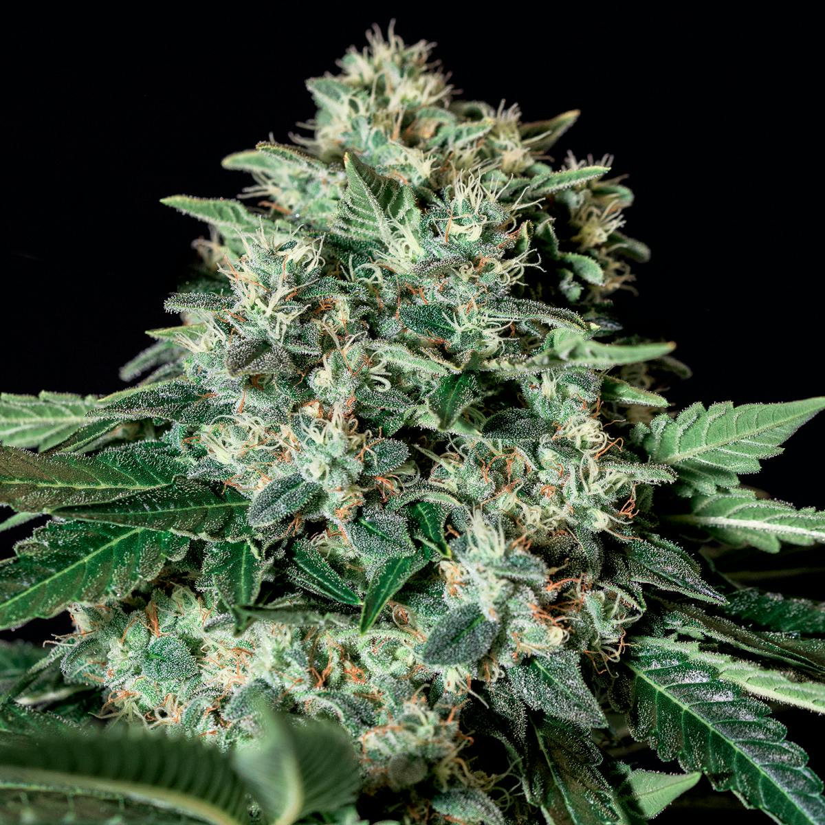 Genehtik - Gorila Bilbo - 1