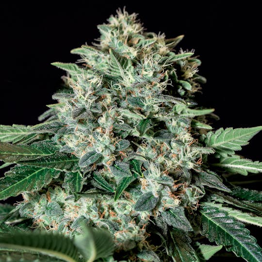 Genehtik - Gorila Bilbo - 1