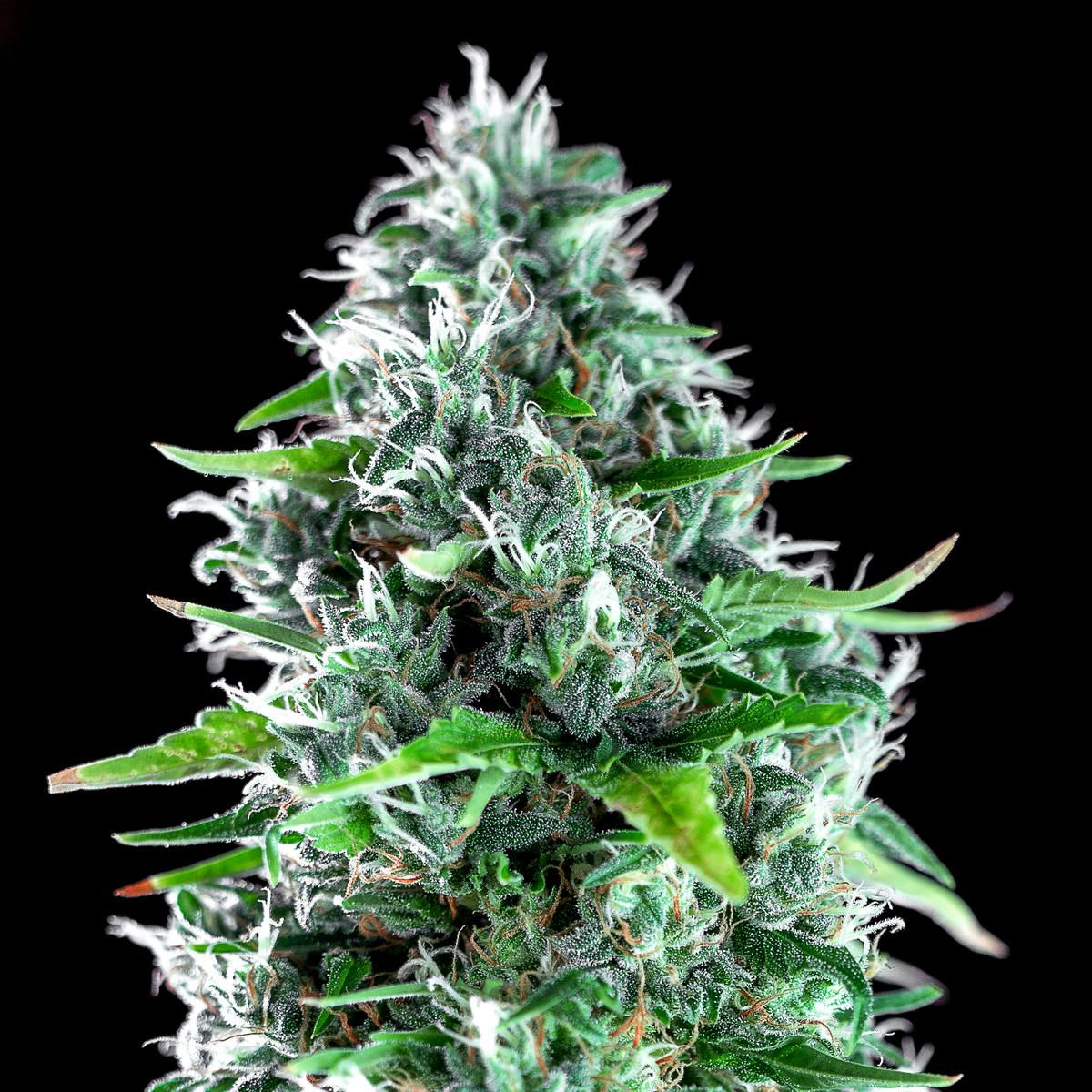 Genehtik - Kritikal Bilbo X AK-47 - 1