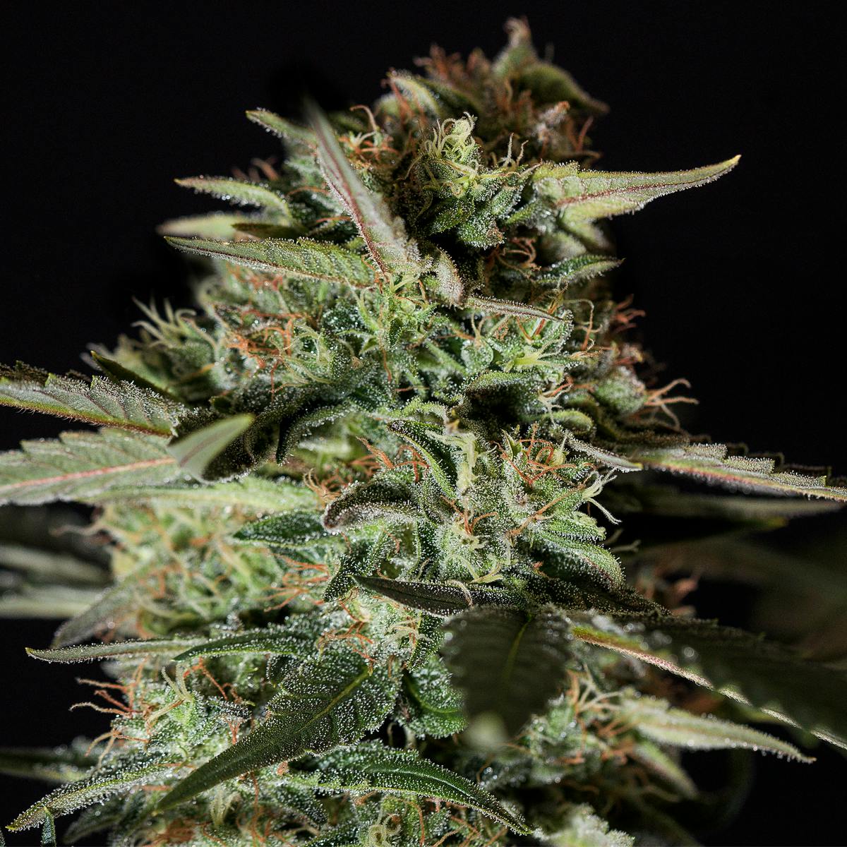 Genehtik - Medizinal CBD - 1