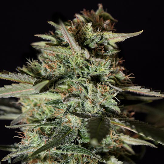 Genehtik - Medizinal CBD - 1