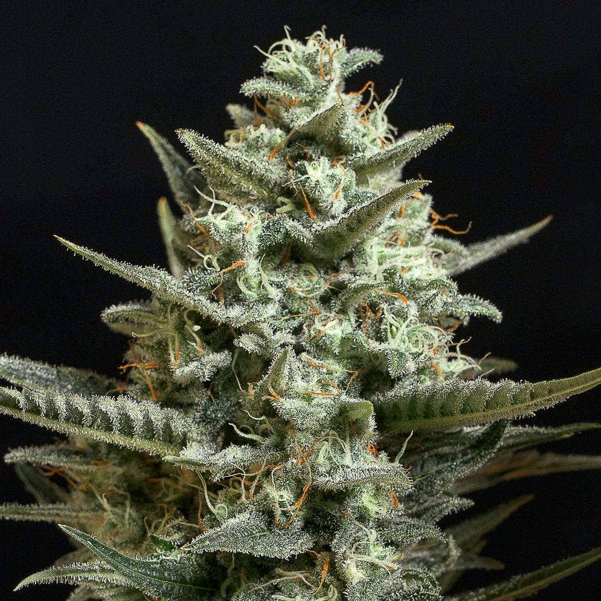 Genehtik - Sweet Bilbo - 1