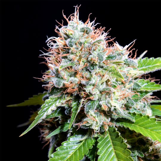 Genehtik - Zuri Widow - 1