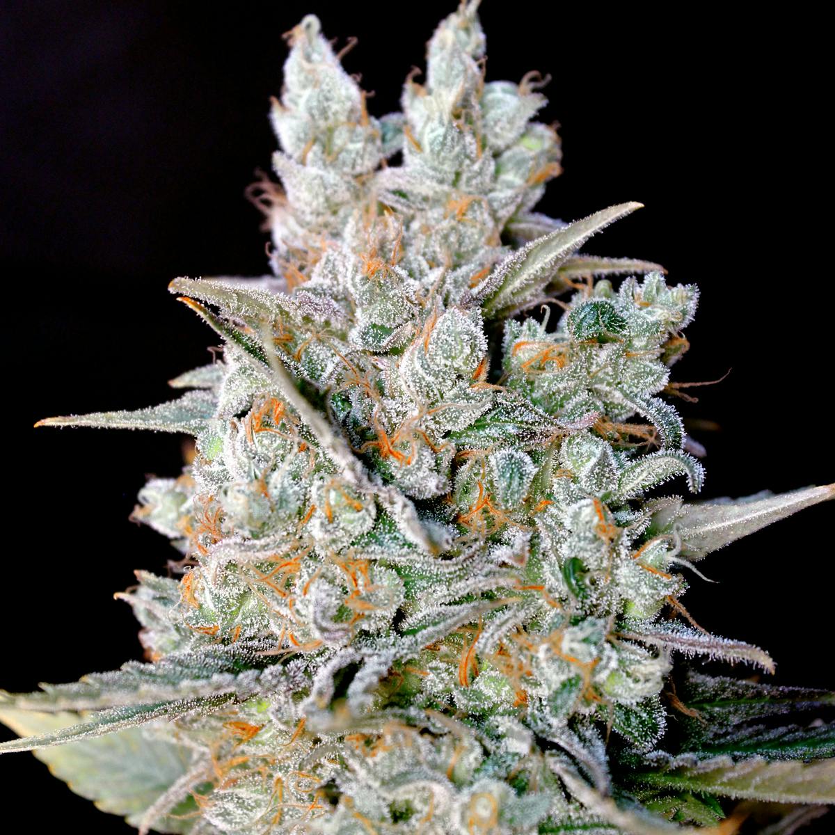 Genehtik - Kritikal Bilbo Auto - 1