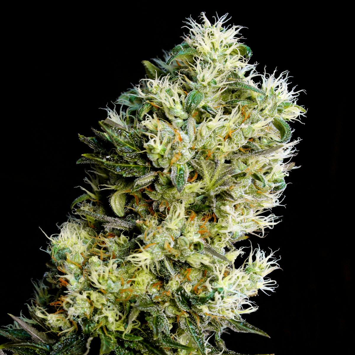 Genehtik - Amnesia Bilbo Auto - 1