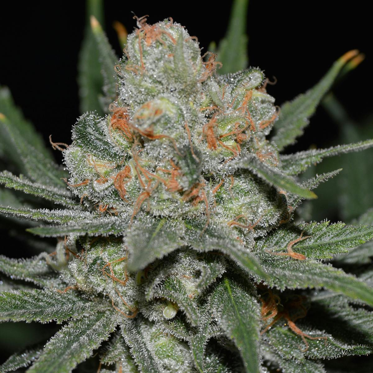 Genehtik - Nevil Bilbo Auto - 1