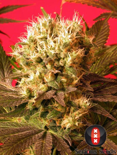 Serious Seeds - Motavation - 1