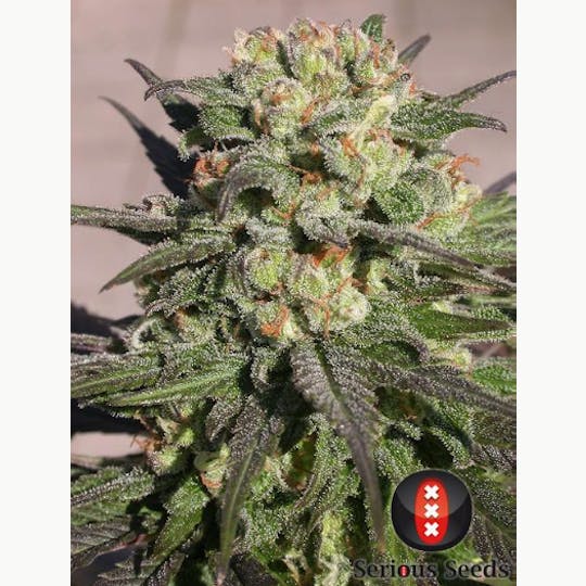 Serious Seeds - Warlock - 1