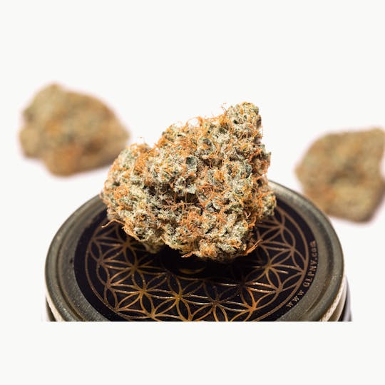 GLP - Black Triangle - 1