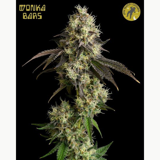 Zero Gravity Cannabis - Flower - Wonka Barz 70/30 Sativa Dominant - 1