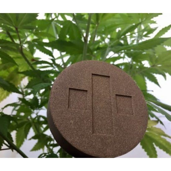 Zur Blüte - Super Lemon Haze CBD-Pollinat - 5g - 1