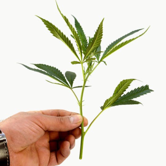 Zitronic Switzerland - Bio Tonic - Steckling - 1