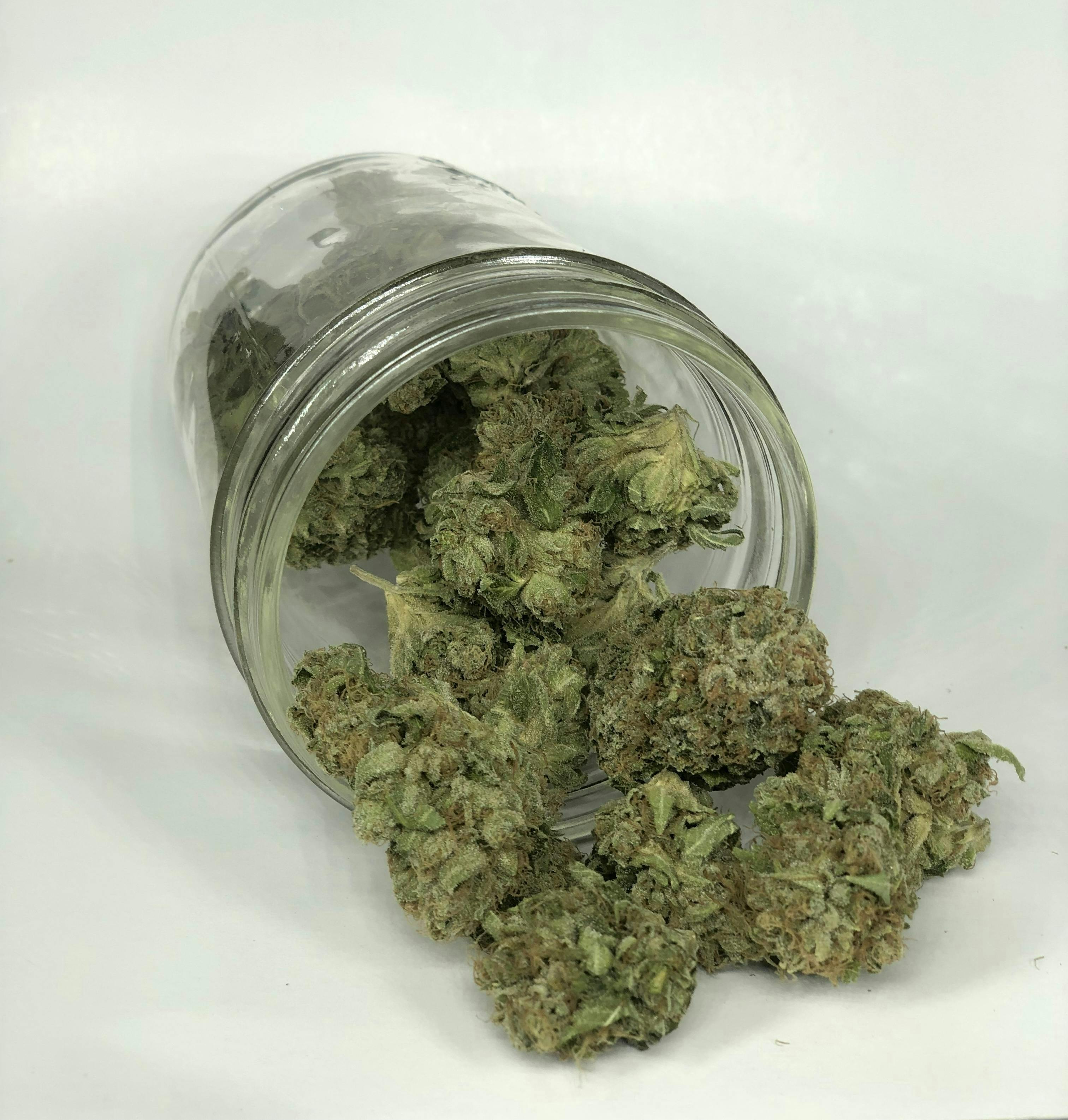 Indico - Kosher Kush - 1