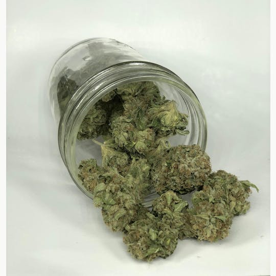 Indico - Kosher Kush - 1