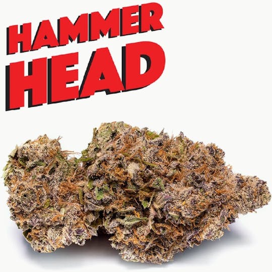 Phat Panda Seeds - HAMMERHEAD - 1
