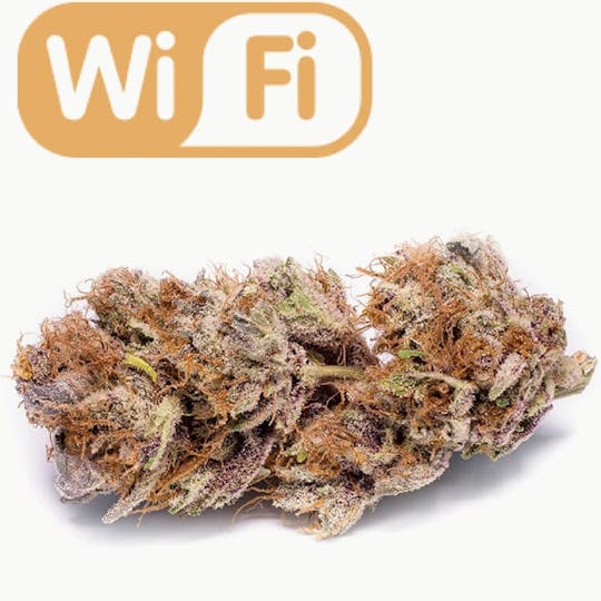 Phat Panda Seeds - WIFI - 1