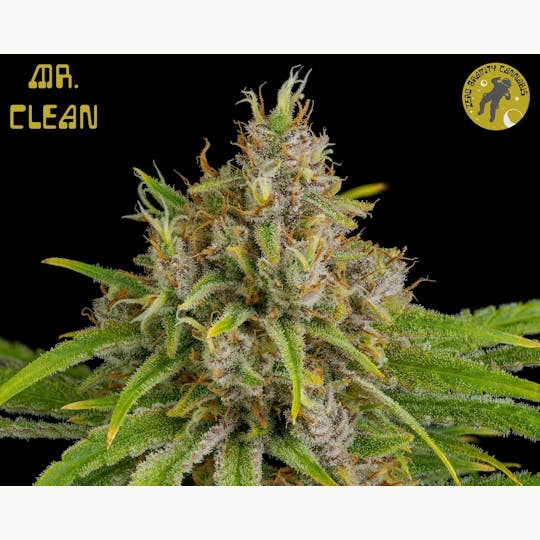 Zero Gravity Cannabis - Flower - Mr. Clean 60/40 Sativa Dominant - 1
