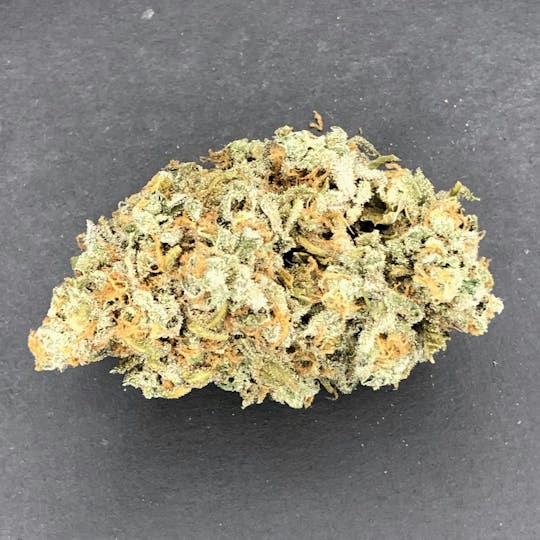 Indico - Organic Night Terror - 1