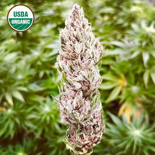 Organic CBD - Mountain Berry CBD Flower - 1
