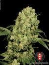 Serious Seeds - AK-47 - 1