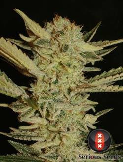Serious Seeds - Bubble Gum - 1