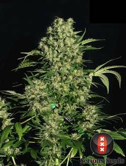 Serious Seeds - Chronic - 1