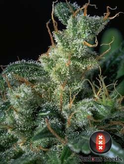 Serious Seeds - Kali Mist - 1