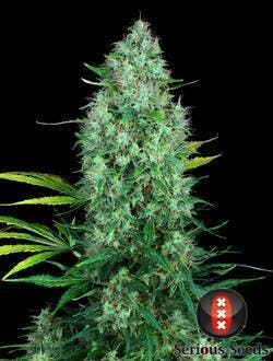 Serious Seeds - Serious 6 - 1