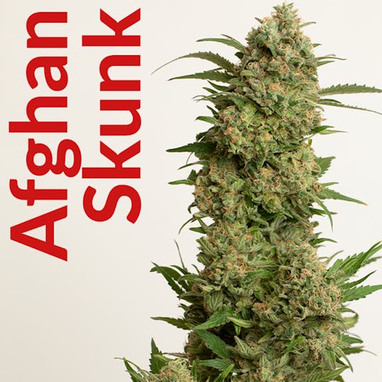 R2C2 - Afghan Skunk - 1