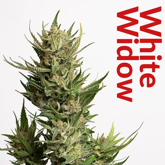 R2C2 - White Widow - 1