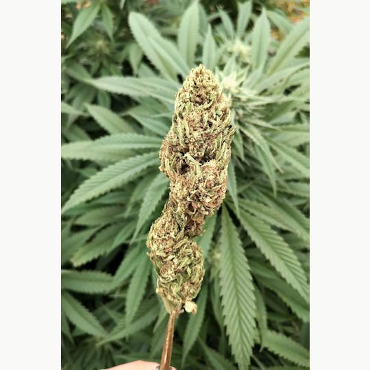 Organic CBD - Freedom Rider CBD Flower - 1