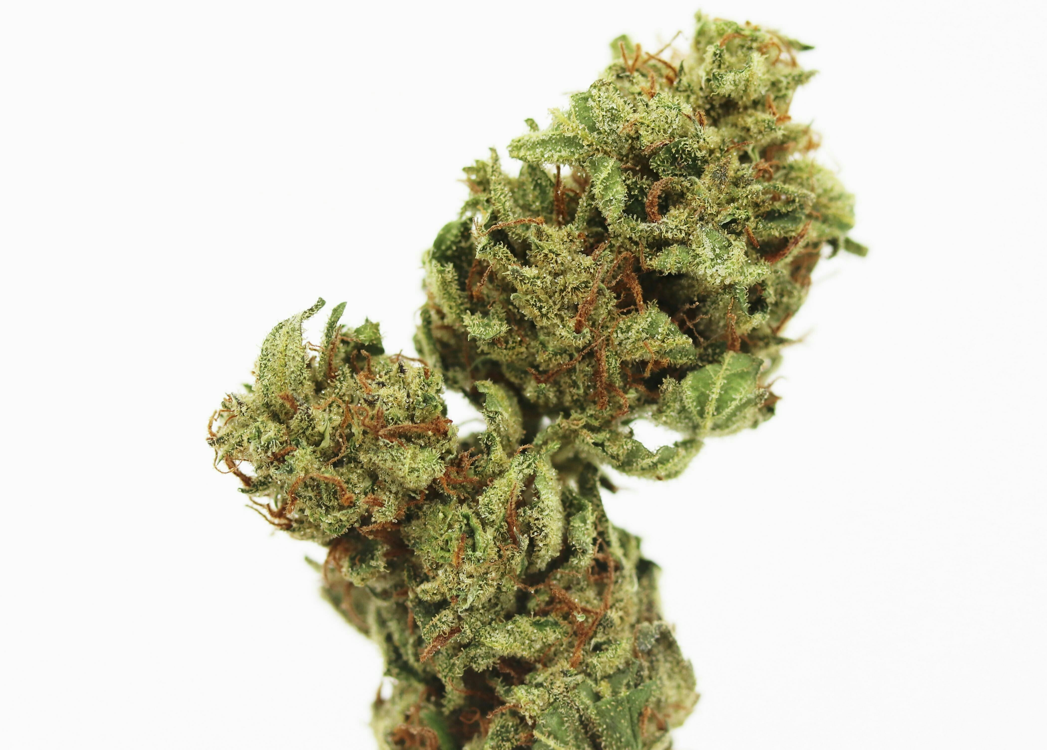 Elevation 207 - Grape Sorbet - 1