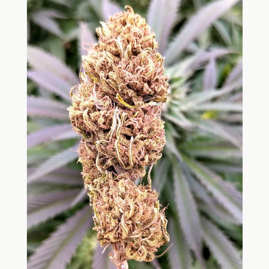 Organic CBD - AC/DC Cherry CBD Flower - 1