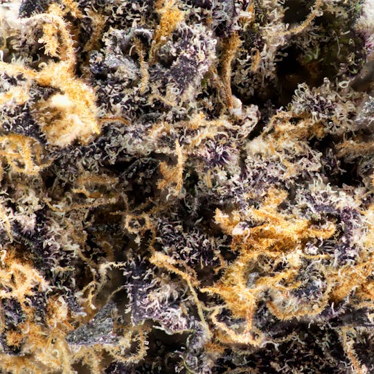 Fun Uncle - Mendo Breath - 1
