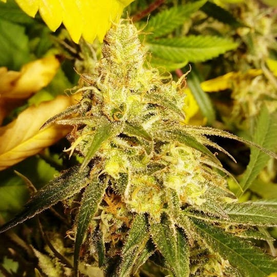 Dark Side Seeds - BB – Jack - 1